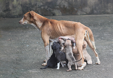 šuo motina, meilę, šuo, gyvūnų, augintiniai, žinduolis, lauke