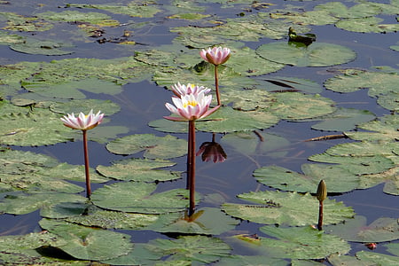 water lily, flower, plant, aquatic, leaves, blossom, bloom