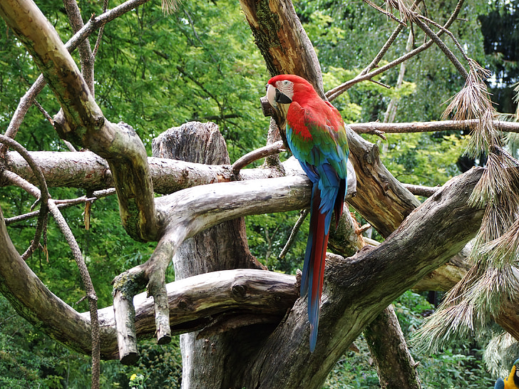 папагал, птица, животните, перушина, Ara, цвят, цветни