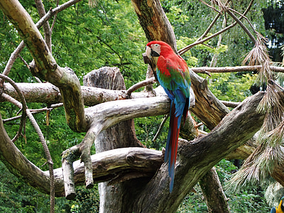 παπαγάλος, πουλί, ζώο, φτέρωμα, Ara, χρώμα, πολύχρωμο