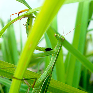 insects, mantis, religion, mantis religiosa, green, grass, insect