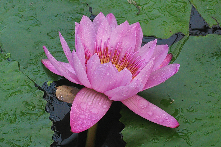 Вікторія amazonica, квітка, рожевий, води, завод, водних рослин, квіти