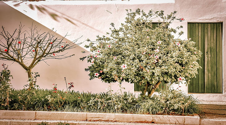 Portekiz, sokak, çiçekler, Algarve