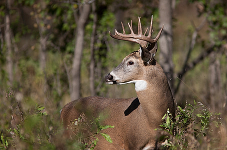 white tail deer, portrait, wildlife, wild, buck, antlers, stag