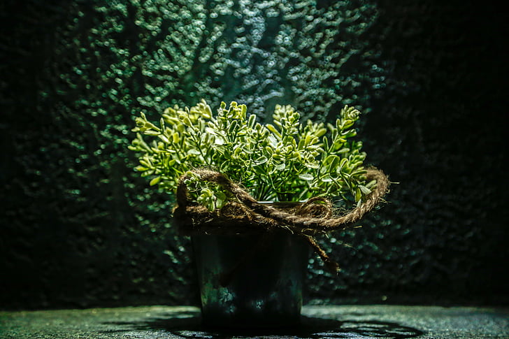potted flower, decoration, pot, plant, home, natural, growth