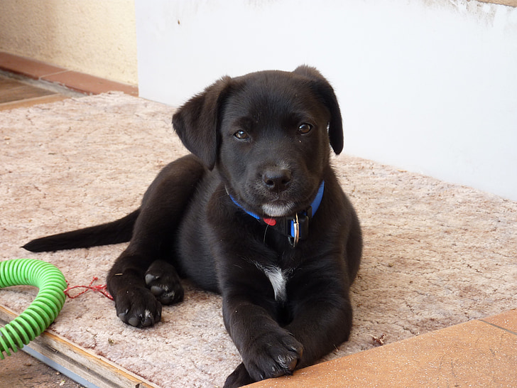 cão, Labrador, filhote de cachorro, animal de estimação, animal, recuperador, preto