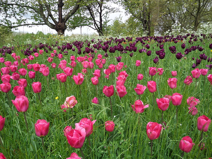 tulipanes, hierba, Prado, Mainau, primavera, púrpura, flor