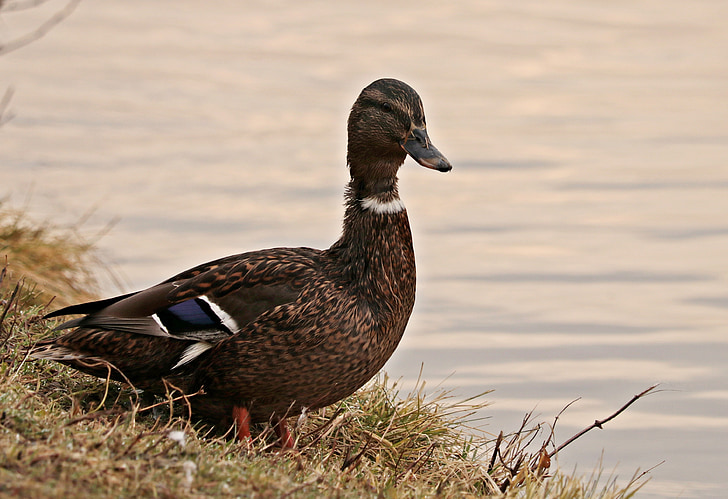 duck, duck bird, winter, water bird, bird, nature, plumage