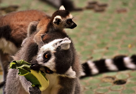 macaco, Lemur, bonito, comer, jardim zoológico, äffchen, doce
