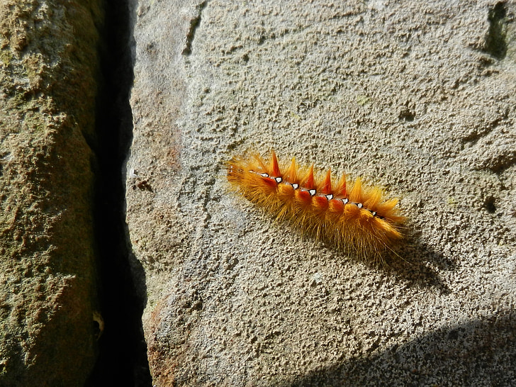 Caterpillar, traça de Maple, colorido