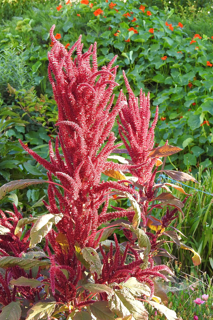 foxtail, flowers, red, plant, red flowers, flora