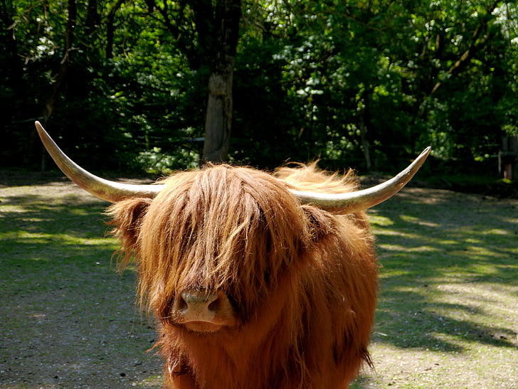 hochlandrind écossais, écossais, viande bovine, cors, bétail, Agriculture