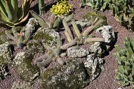 cactus, verd, planta, jardí botànic, Überlingen, terra, Llac de Constança