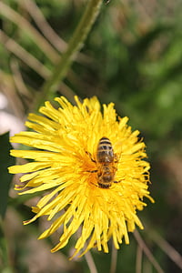 꿀벌, 자연, 꽃, 곤충, 봄, 뿌려, 닫기