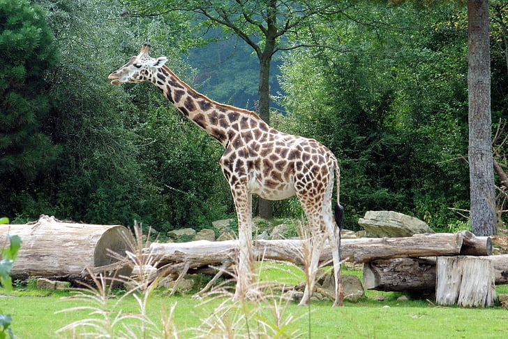 girafa, zoològic, animal, coll, tancar, natura
