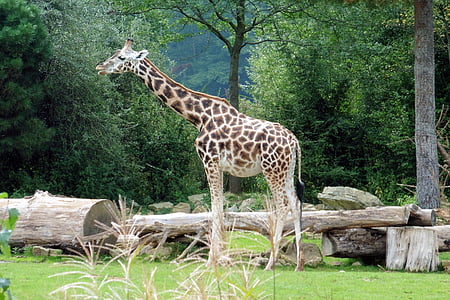 giraffa, Zoo di, animale, collo, chiudere, natura