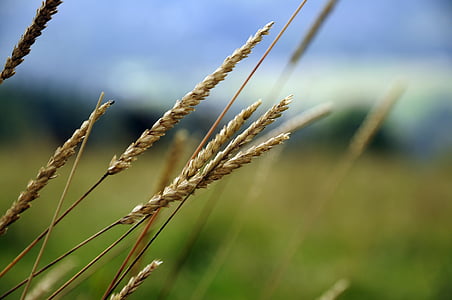 Γεωργία, δημητριακά, καλλιέργεια, αγρόκτημα, το πεδίο, μεγαλώνουν, ανάπτυξη