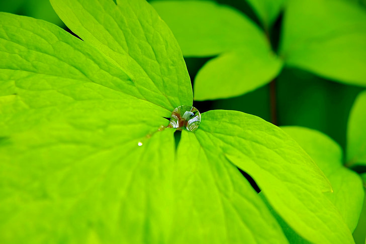 Leaf, zaļa, makro, lietus lāse