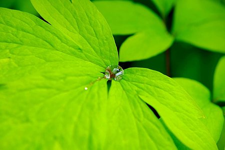 liść, zielony, makro, kropla deszczu