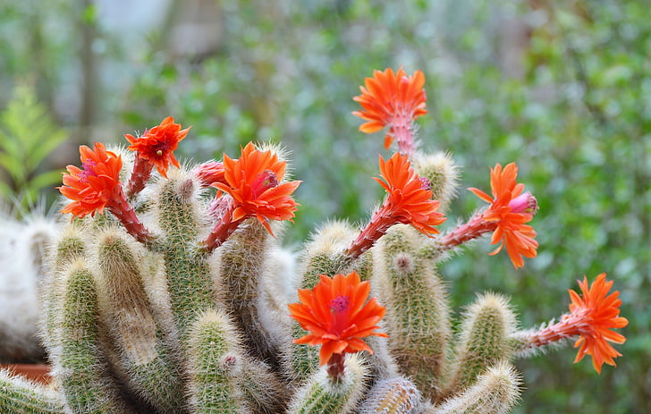 Cactus, sperone, fiori, Bloom, verde, fico d'India, pianta