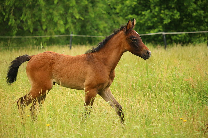 horse, foal, suckling, brown mold, thoroughbred arabian, pasture, meadow