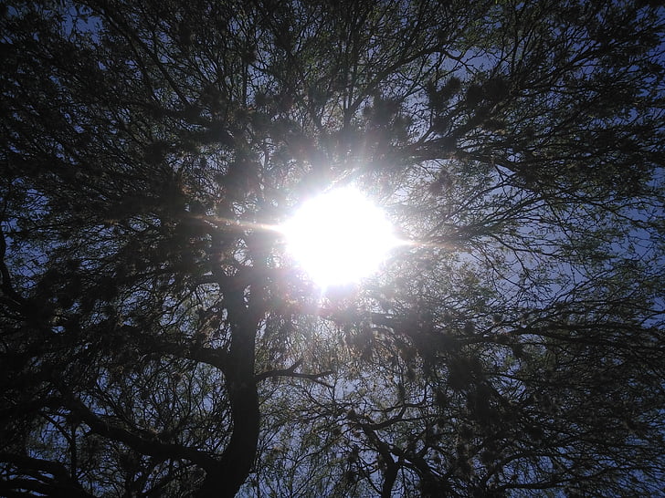 światło słoneczne, spojrzenie w górze, drzewa, niebo, słoneczne popołudnie, pozostawia, lasu