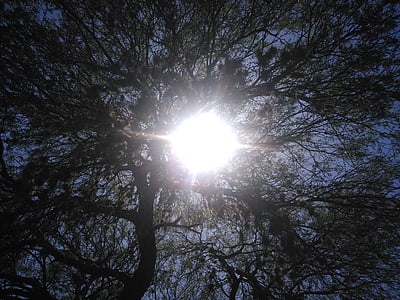 Солнечный свет, Посмотрите вверх, деревья, небо, Солнечный день, листья, лес