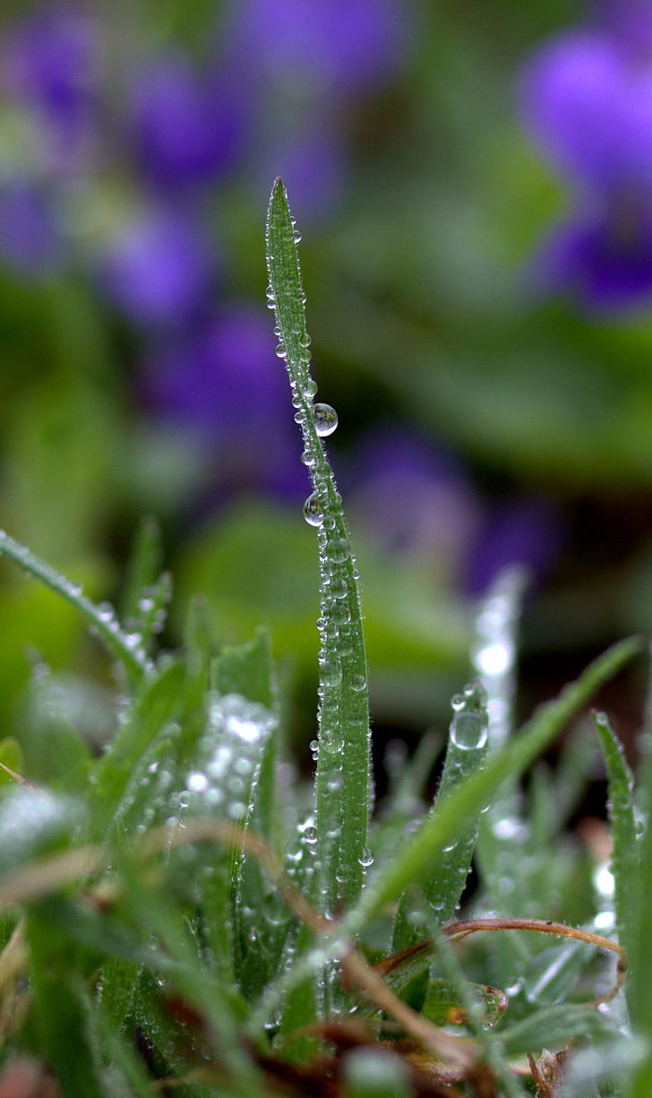 grass, drops, rain, green, macro, nature, plant