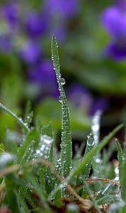 трева, капки, дъжд, Грийн, макрос, природата, растителна