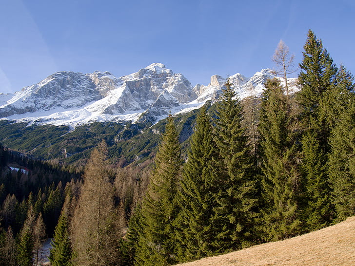 Alpe, sneg, gozd, pozimi, gore, Frost, visoko