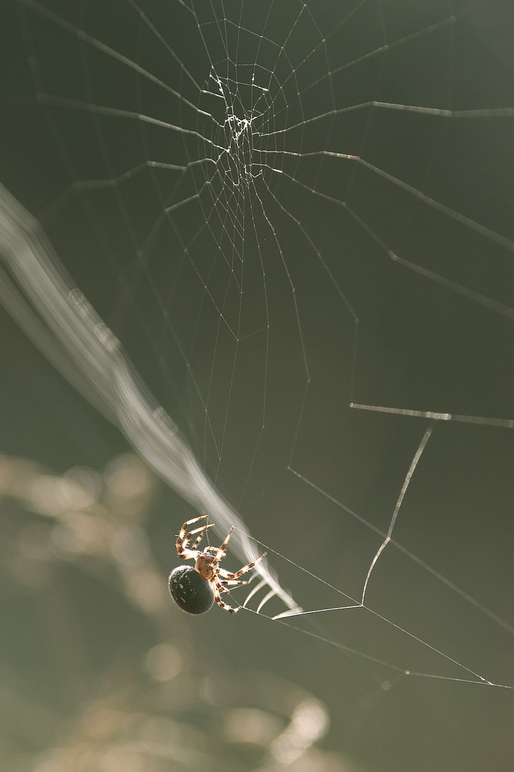 edderkopp, natur, Web, spindelvev, arachnid, Arachnophobia, edderkoppspinn