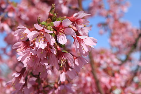 almond bunga, pohon, bunga, merah muda, mekar, pohon almond, bunga