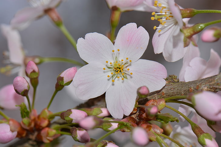 blossom, nature, flower