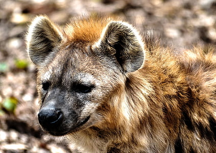 hyena, Aardwolf, Brun hyena, asätare, hyena hund, djur wildlife, djur i vilt