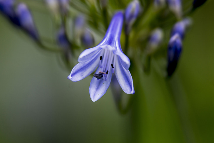Lilie, Agapanthus, Blau, Zierpflanze, Blütenstand, Schmuck-Lilien-Gewächshaus, Blüte