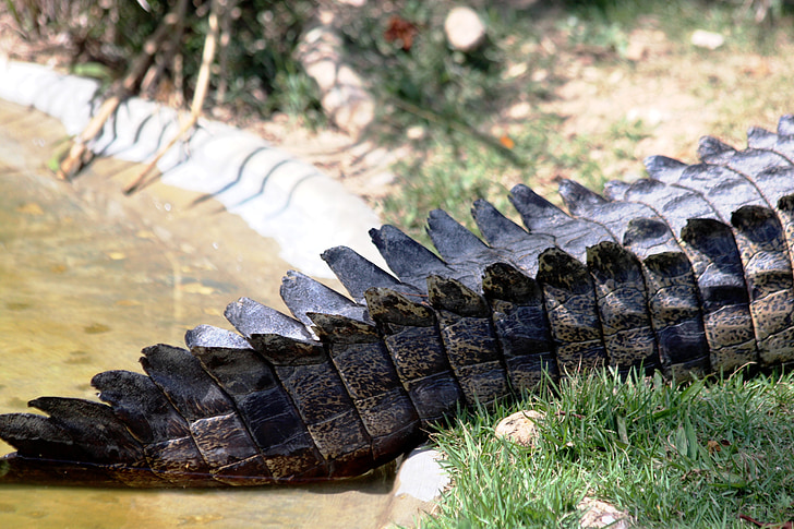 crocodile tail, ostrorylyj crocodile, crocodylus acutus, crocodile, reptile, head, krupnyj plan