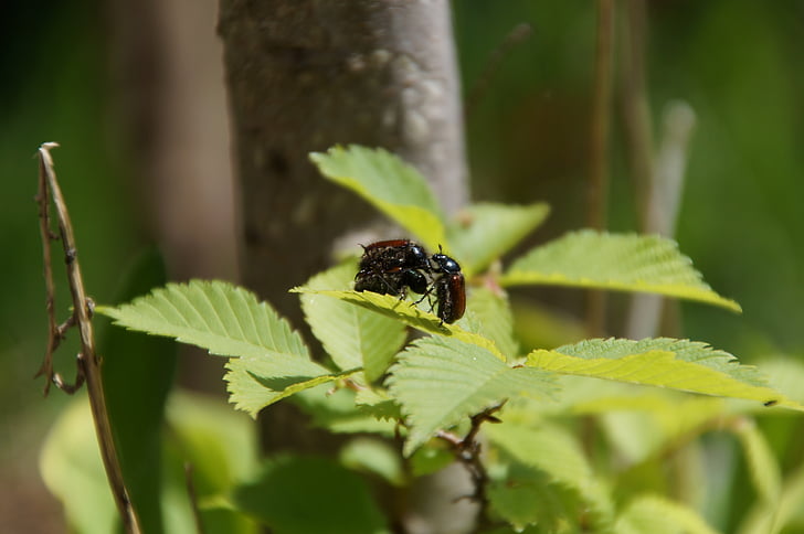 Käfer, Sex, Natur, Grün, Blätter