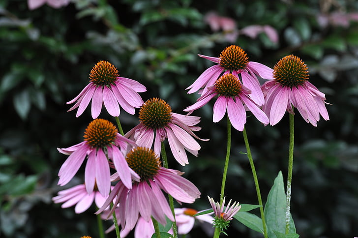 flowers, pink, plant