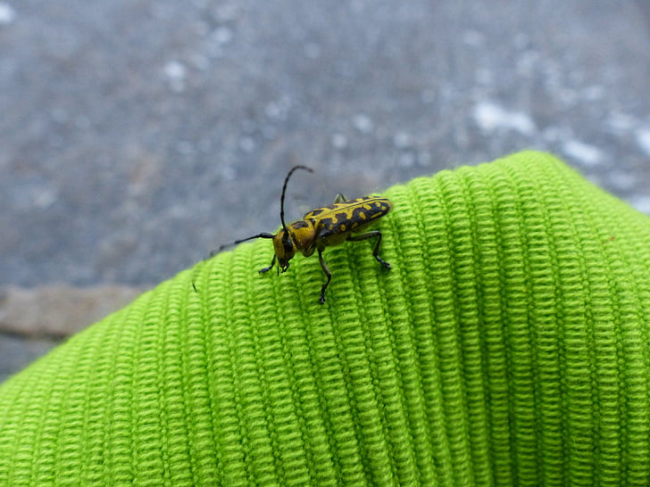 Beetle, looma, putukate, sondi, Longhorni tarumardika, pea bock, saperda scalaris