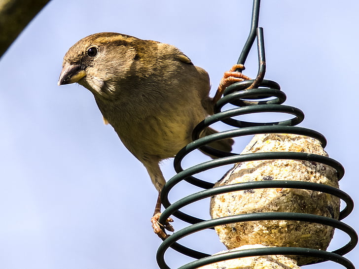 nhà sparrow, Sperling, con chim, chim sơn ca, Thiên nhiên, động vật, mỏ