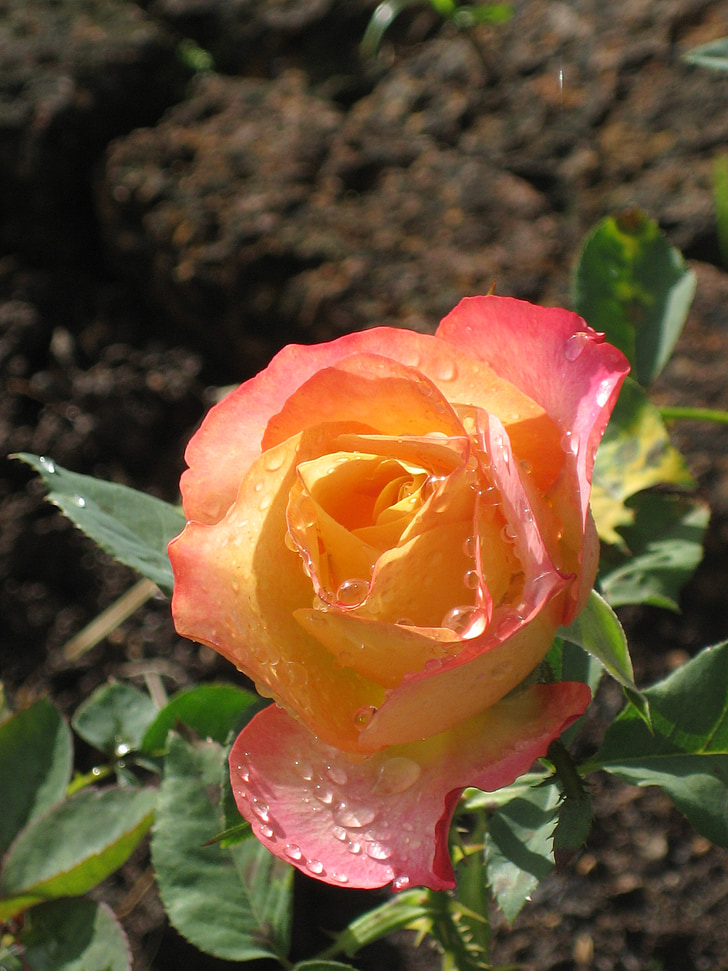 Роза, оранжевый, розовый, Таиланд, Сад, цветок, Блум