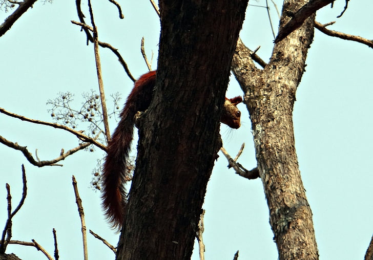 Malabar giant voverė, ratufa indica, Indinė didžioji voverė, Laukiniai gyvūnai, gyvūnų, voverė, Karnataka