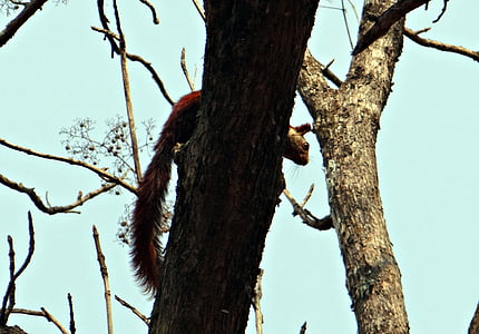 Malabar esquilo gigante, Ratufa indica, esquilo gigante indiano, vida selvagem, animal, esquilo, Karnataka