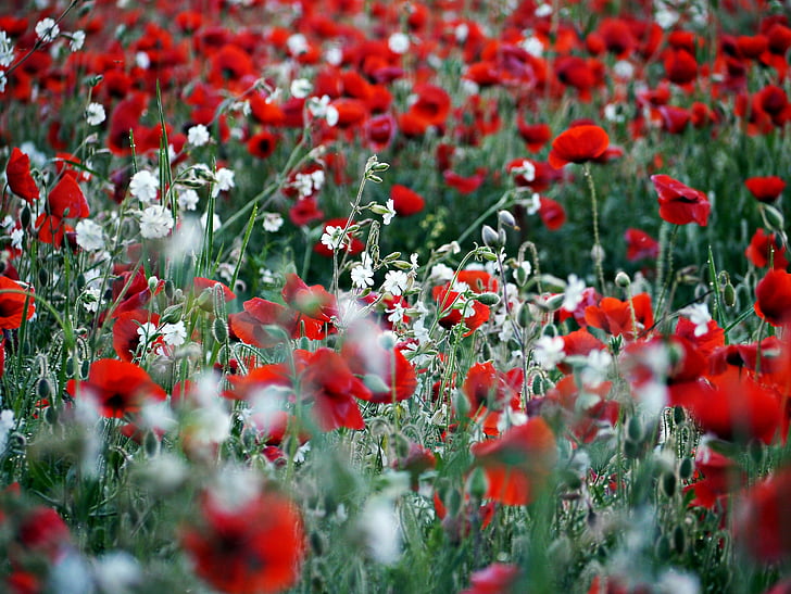Poppy, merah, putih, bidang, latar belakang, alam, bunga