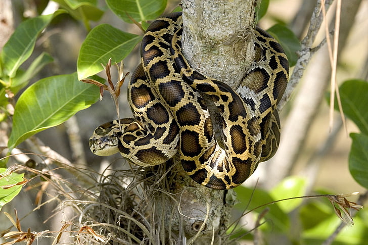 burmanski piton, kača, drevo, v kolobarjih, prosto živeče živali, Everglades, Florida