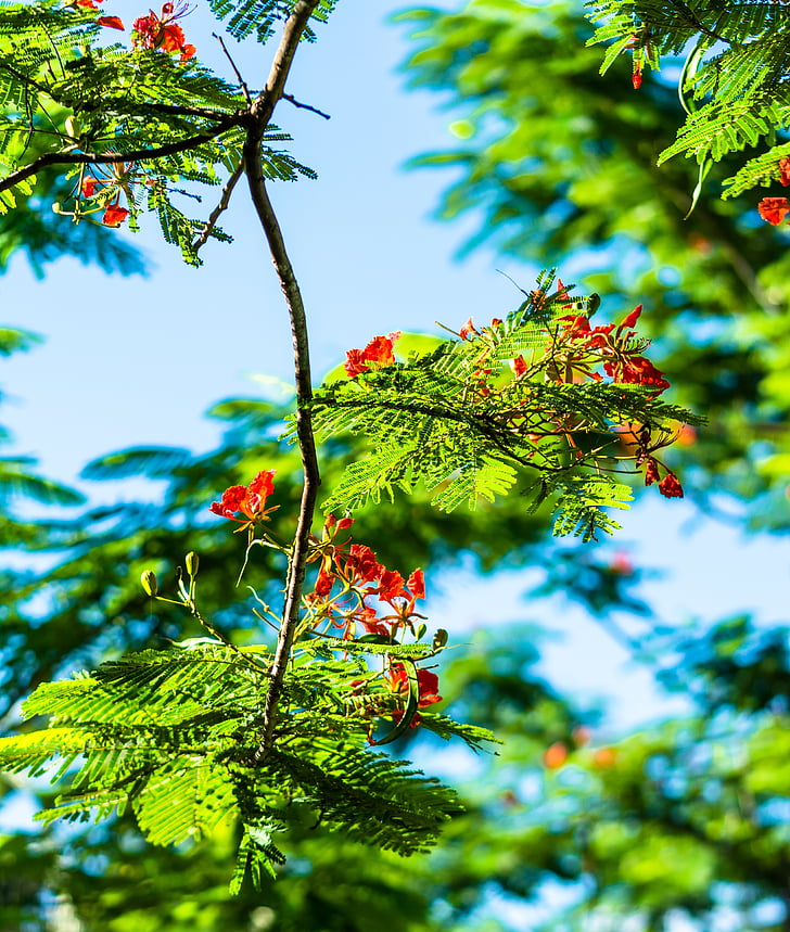 Blossom, mekar, merah, pohon