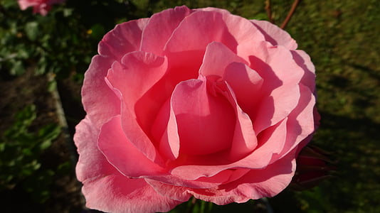 tõusis, roosa, roosa roos, roosa õitega, roos õitseb, õis, Bloom