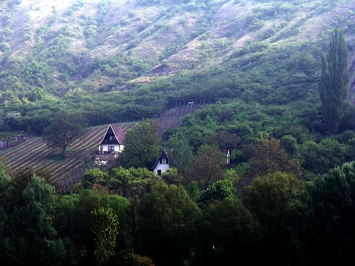 thuringia germany, vineyard, winegrowing