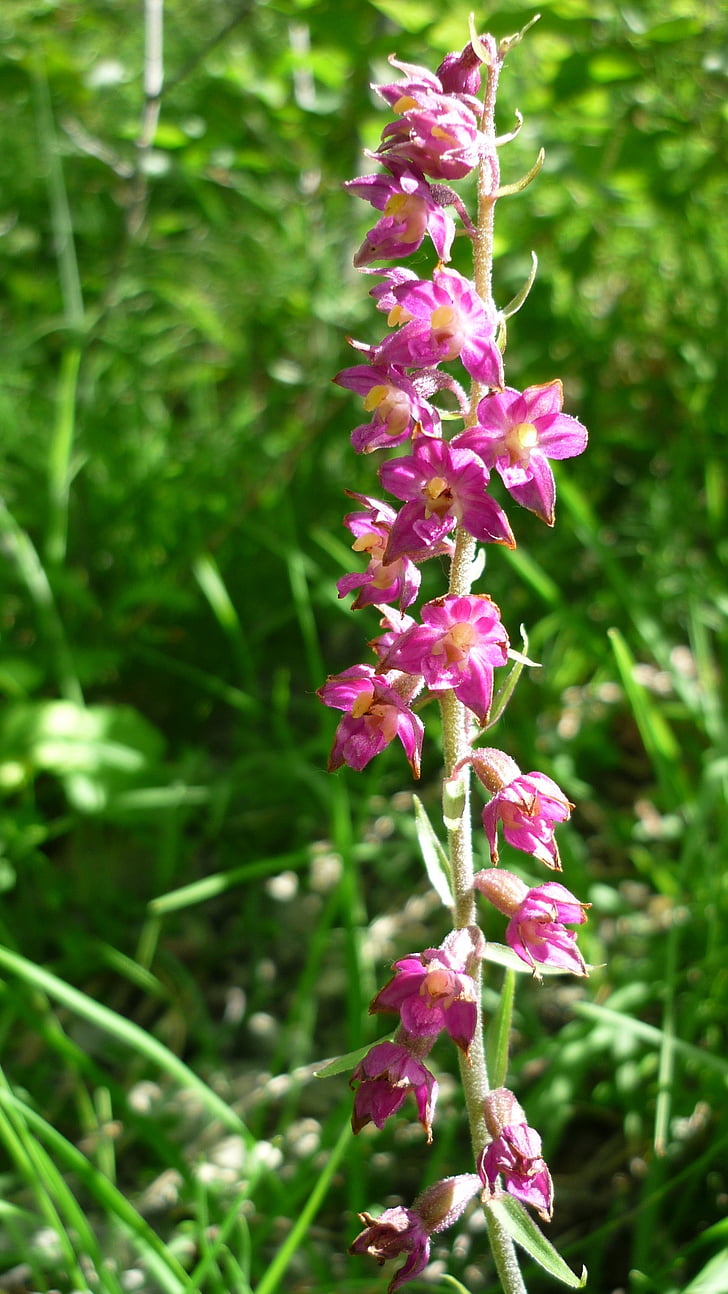 helleborine vermell fosc, alemany orquídies, vessant de la muntanya, flors petites, sovint, protegit