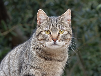 pisica, Housecat, urmărire, detaliu, tigrat, feline, pisici domestice